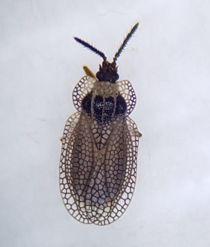 Kalama tricornis